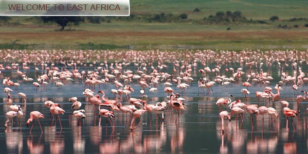 Flamingos